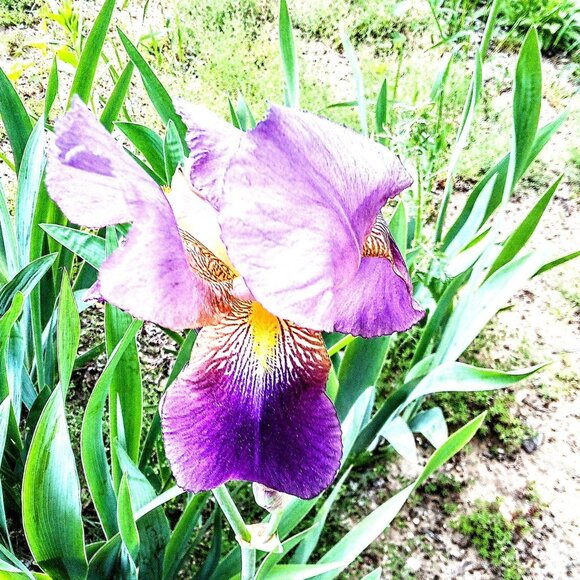 Iris Photo Artwork